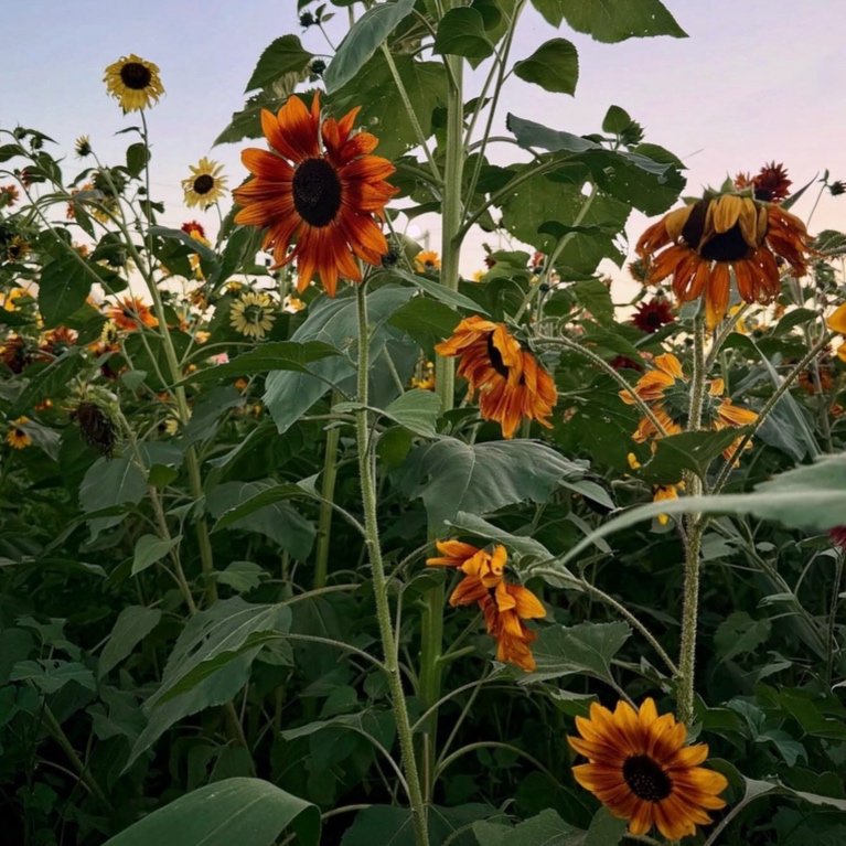 Sunflower Labyrinth
