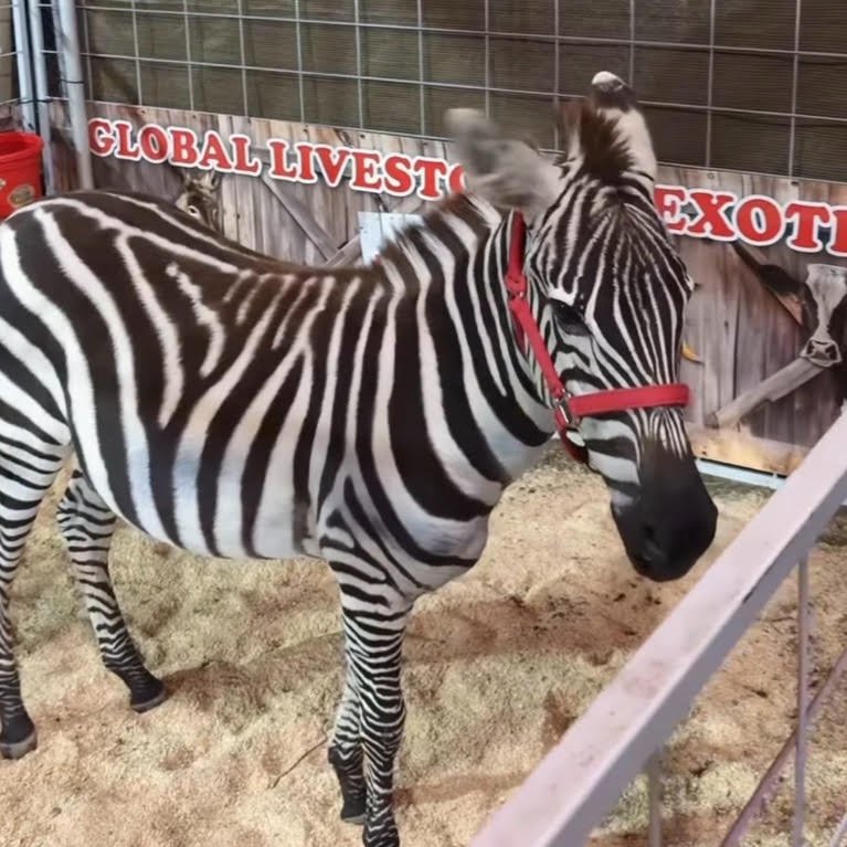 Animal Encounter
